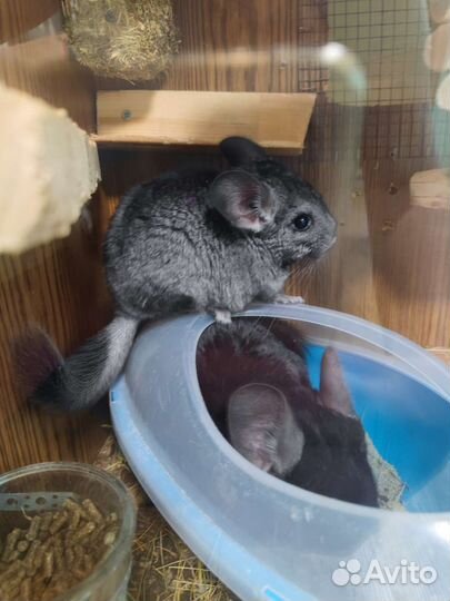 Шиншилла самочка 5,5 мес