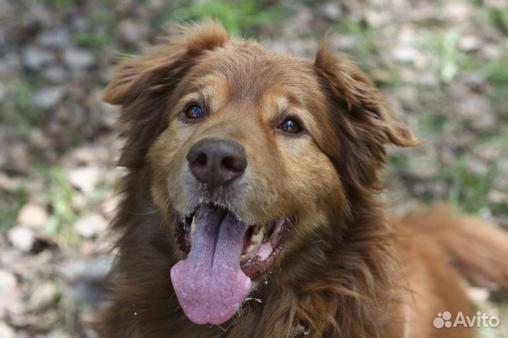 Собака в добрые руки