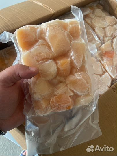 Морской гребешок, дикий