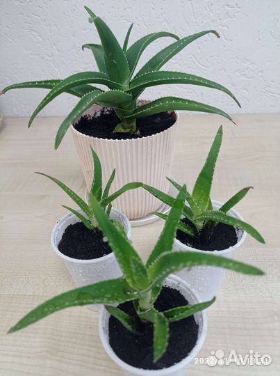 Алоэ гибрид спинозиссима (детки)