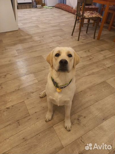 Выгул собак