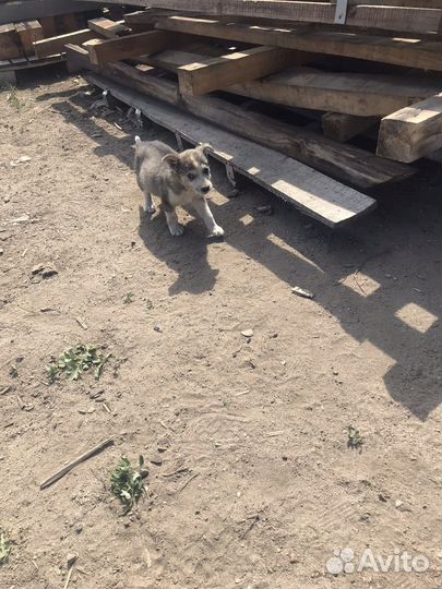 Щенки бесплатно