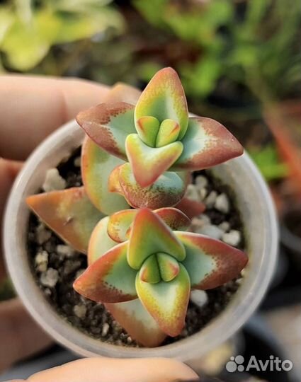 Крассула Рупестрис Хай Волтедж