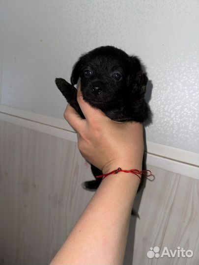 Продам милого щенка