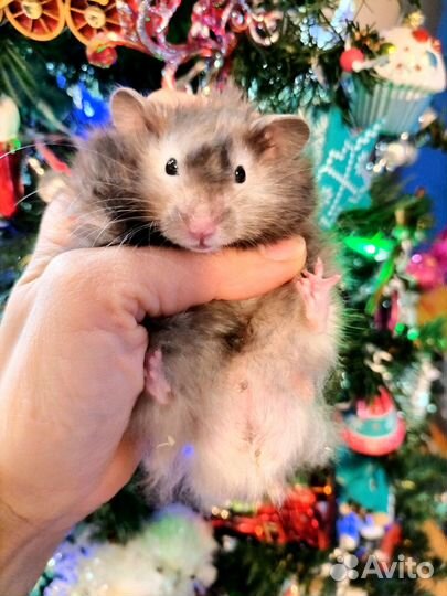 Хомяки ангорские длинношерстные, сатин