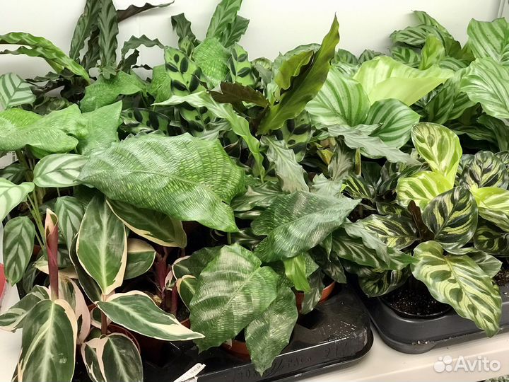 Коллекционные комнатные цветы