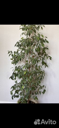 Фикус бенджамина