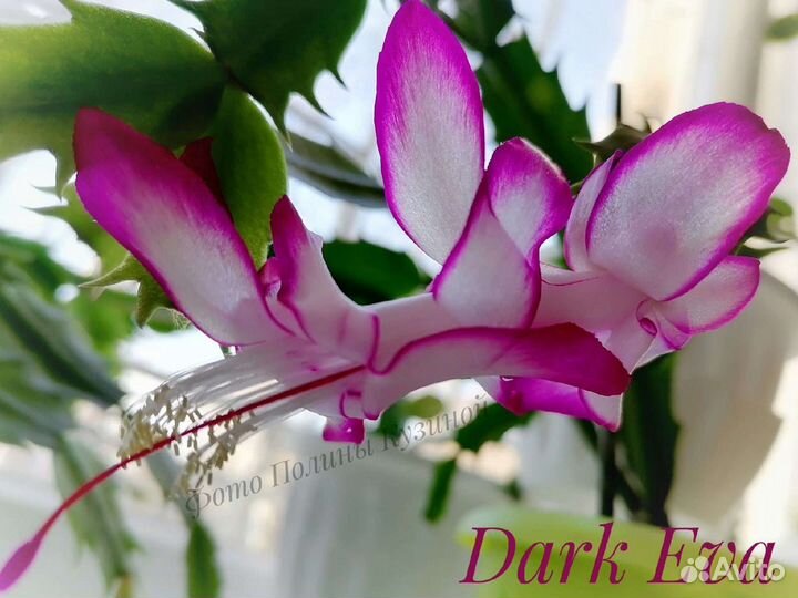 Шлюмбергера (декабрист)