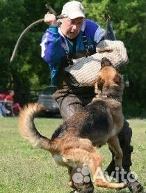 Дрессировка собак, Москва и Московская область