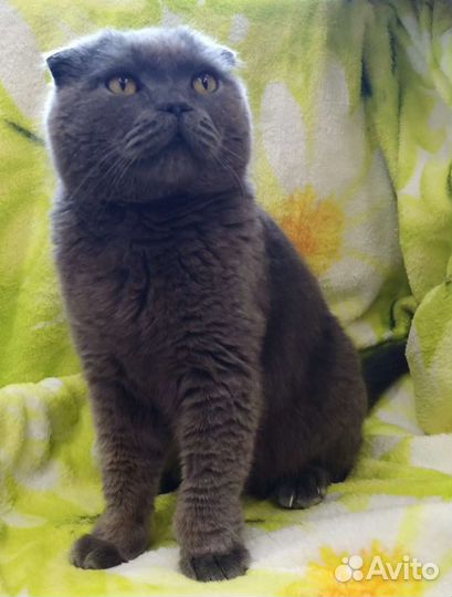 Кошки