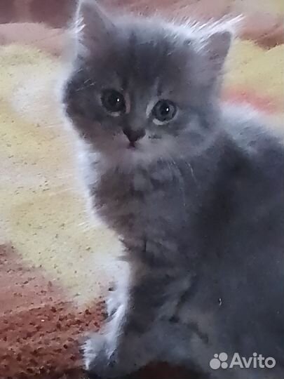 Кошки в добрые руки бесплатно