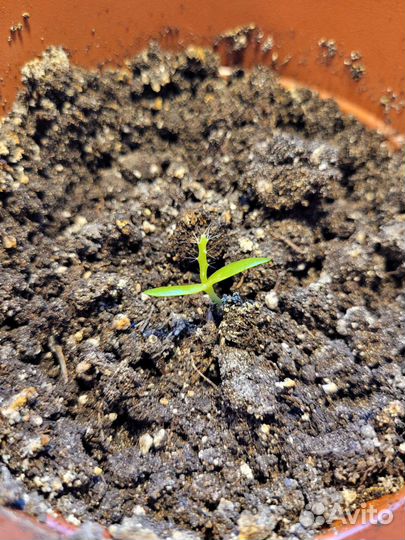 Экзотические растения