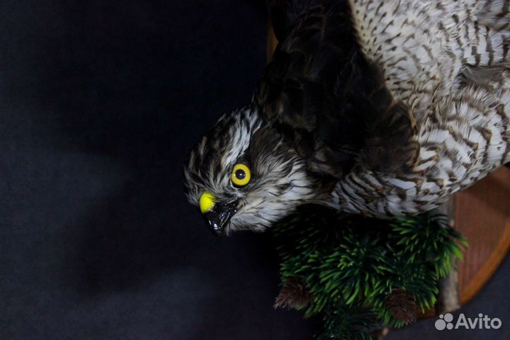 Таксидермия птиц изготовление чучел, трофеев