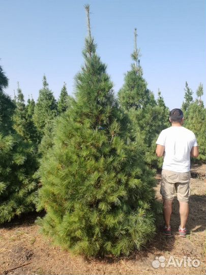 Сосна веймутова Высота от 150см