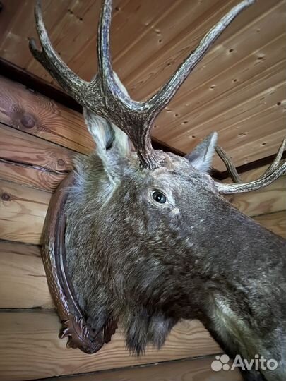 Чучело головы лося