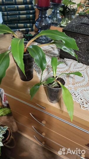 Хлорофитум Грин Оранж, Сингониум, Рипсалис