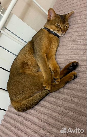 Абиссинский кот вязка