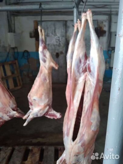 Мясо баранина молодое ярки,ливера бараньи