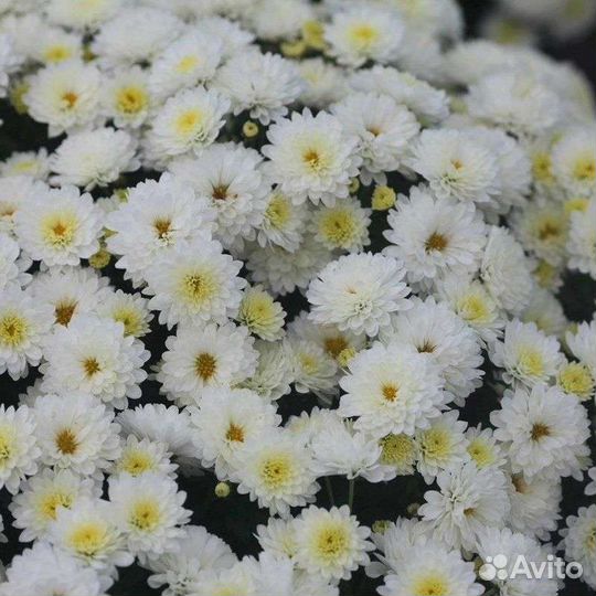 Хризантема многолетняя мультифлора