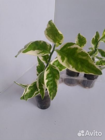 Педилантус