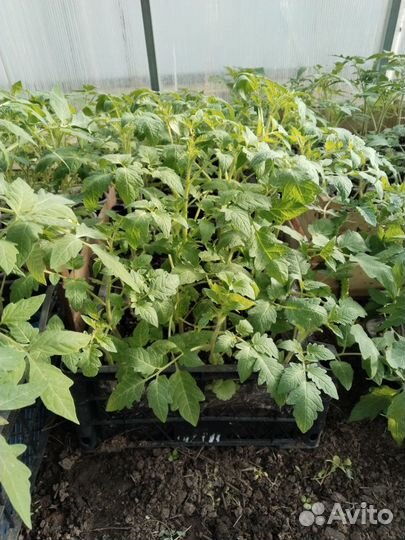 Рассада:томат,перец,огурцы