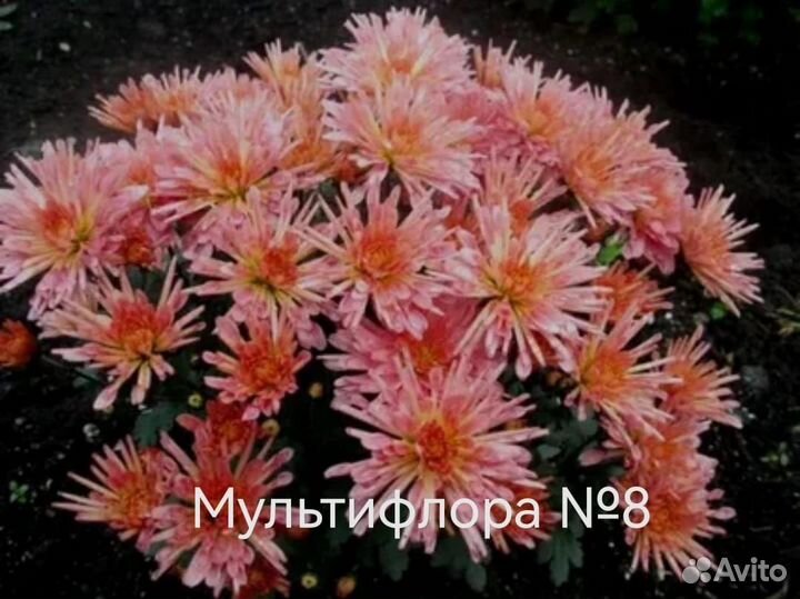 Хризантема мультифлора