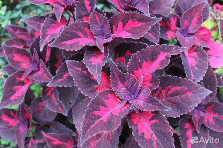 Колеусы вегетативные (пять видов)