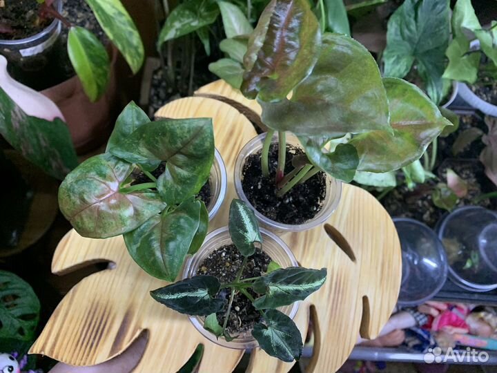 Комнатные растения сингониум