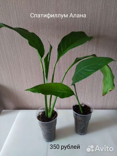 Спатифиллумы Домино и Алана