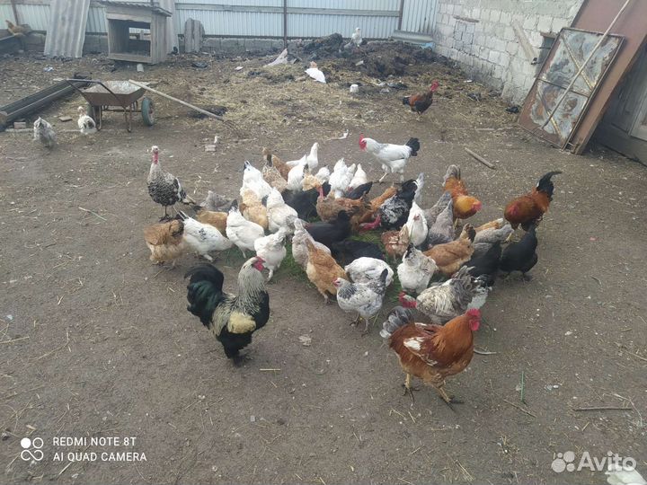 Куры питухи