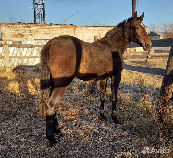 Кобыла русская рысистая