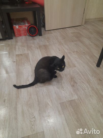 Кошка чёрная