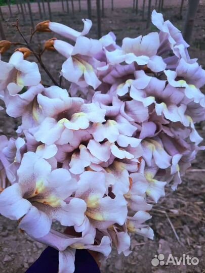 Саженцы павловнии FTE после тех среза