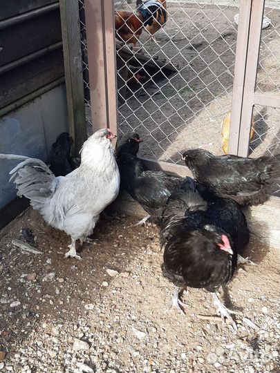 Инкубационное яйцо породы Кучинские, Амераукана