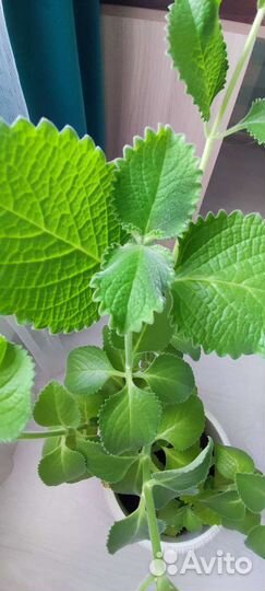 Мята домашняя