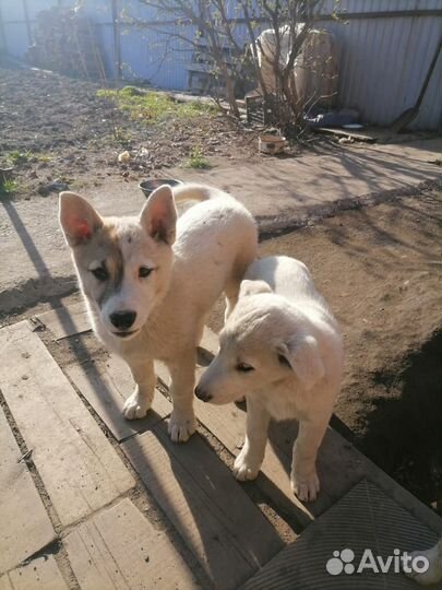 Щенки в добрые руки