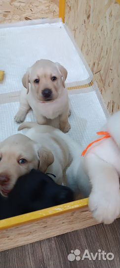 Щенки лабрадора