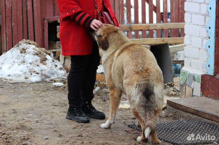 Собака в добрые руки