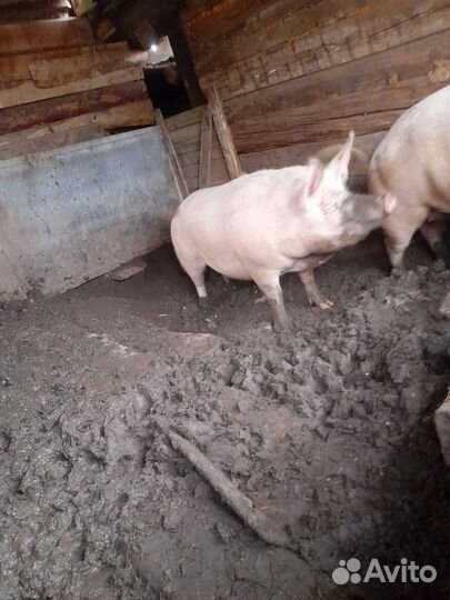 Свиноматки