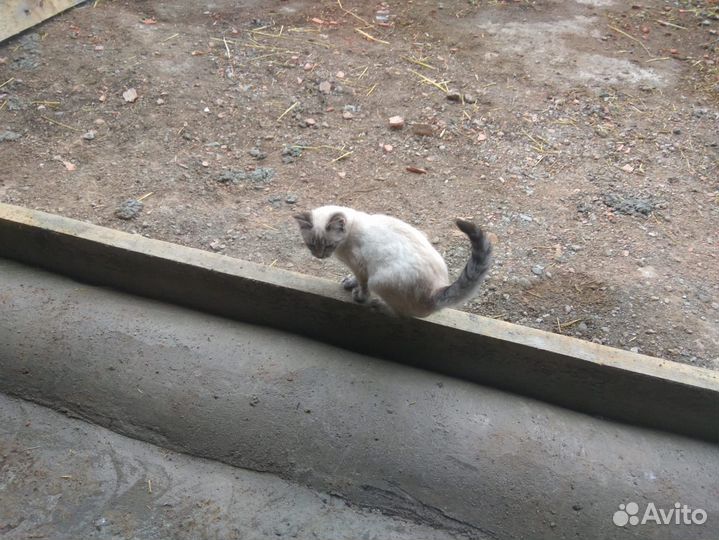 Кошка