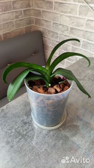 Орхидея Принцесса