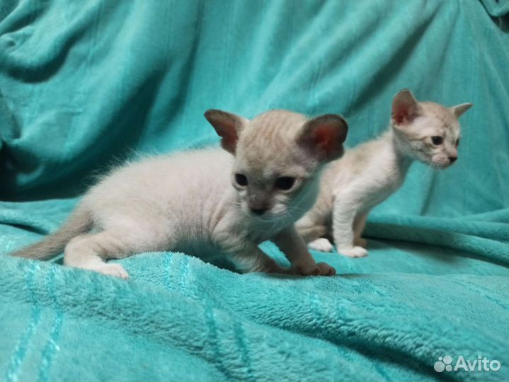 Котята сфинкс