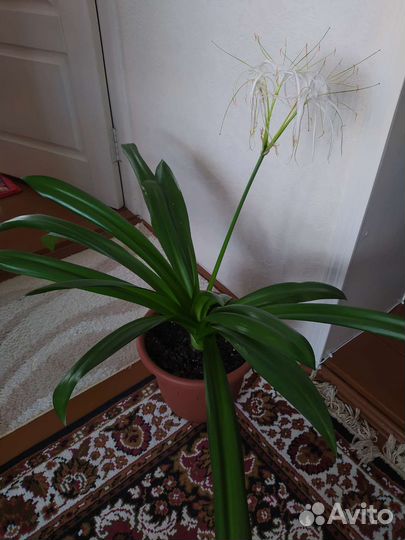 Комнатные растения. Гименокаллис