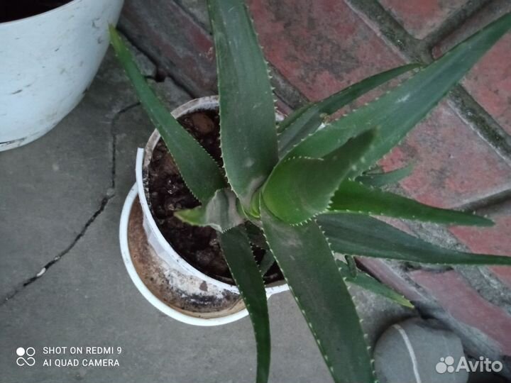 Алоэ 2 летний
