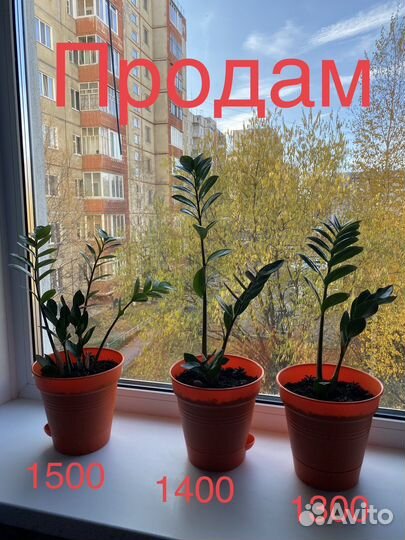 Замиокулькас