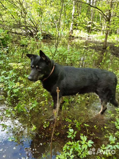 Метис овчарки в добрые руки,собака из приюта