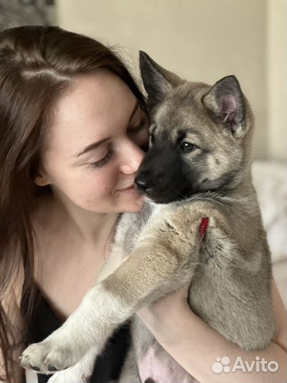 Щенок в добрые руки бесплатно