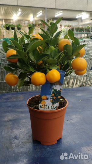 Мандариновое дерево (цитрус каламондин)