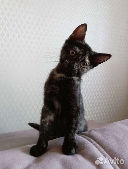 Котенок трехцветный/триколор