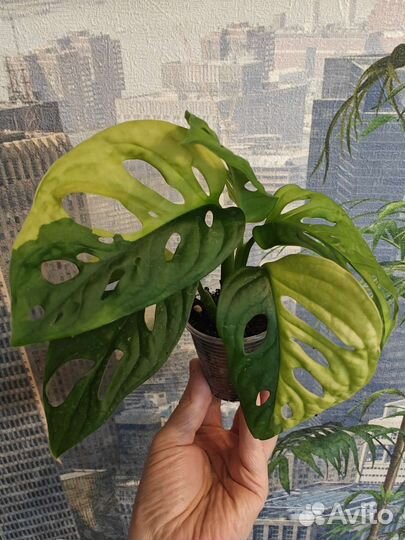 Монстера адансони с жёлтой вариегатностью